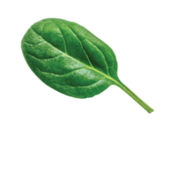 Giỏ hàng