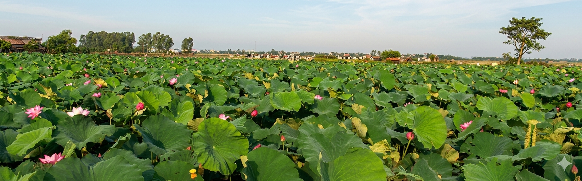 Cánh đồng sen Hưng Yên